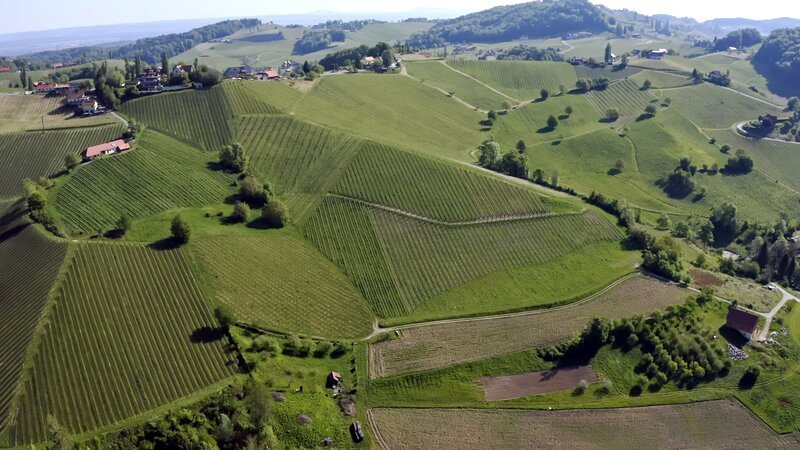 Weinberge in der Südsteiermark. – Bild: ORF/splash productions Weinberge in der Südsteiermark. – Bild: ORF/splash productions