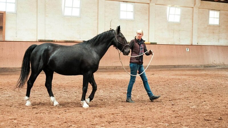 Katja Schnabel mit dem ehemaligen Kutschpferd „Erik“. – Bild: RTL /​ Mina Tv