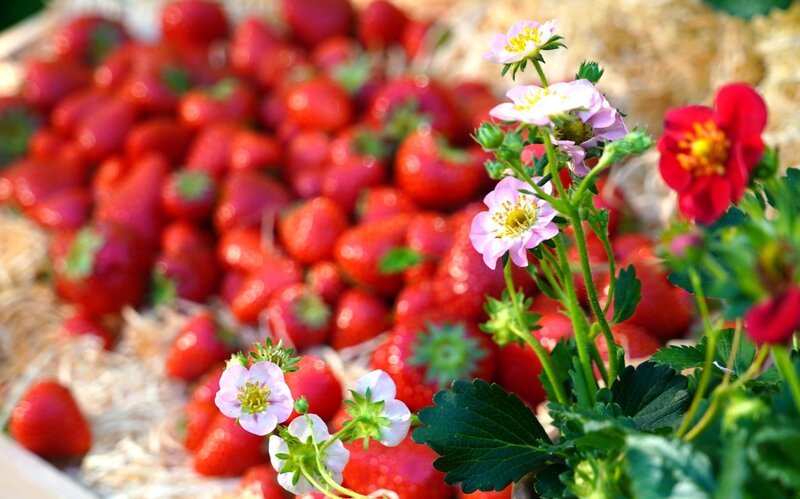 Erdbeeren am Balkon stehen bei Karl Ploberger im Mittelpunkt. Große, flache und gut drainierte Gefäße, torffreie und nährstoffreiche Erde sowie Sorten wie ‚Senga Sengana‘, ‚Ostara‘ oder ‚Mara des Bois‘ schaffen gute Voraussetzungen für eine reiche Ernte. – Bild: Leopold Mayrhofer/​Natur im Garten