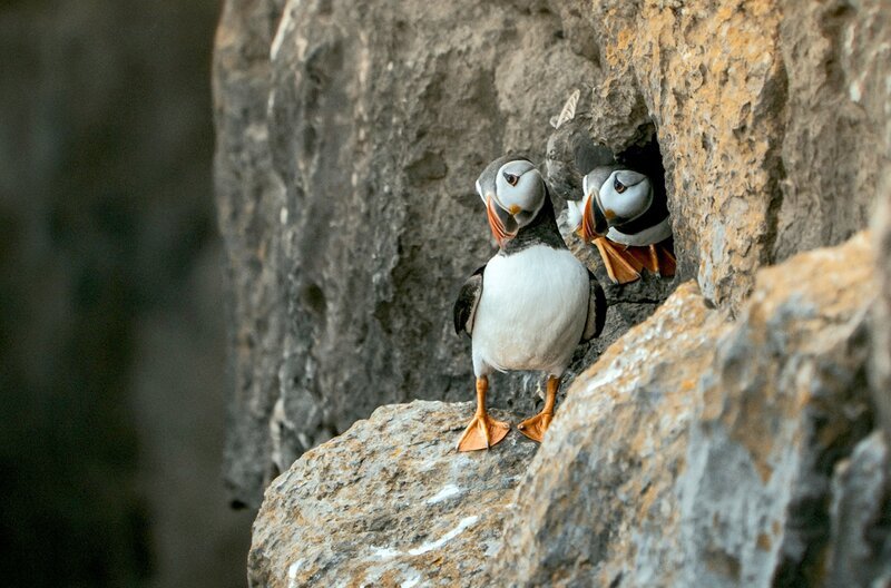 Skomer Island ist ein Vogelschutzgebiet, berühmt für große Schar an Papageitauchern; im Frühjahr tummeln sich bis zu 40.000 der Vögel sowie zahlreiche andere Arten. – Bild: Amy Compton