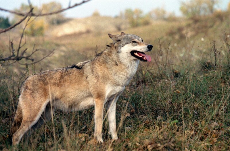Wolf. – Bild: ORF/​Istvan Nadaskay
