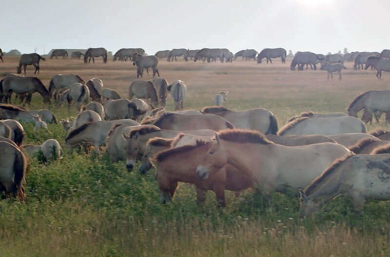 In Ungarn wurde das Przewalski-Pferd ausgewildert, um die größte europäische Steppe – die Puszta – zu erhalten. – Bild: Längengrad Filmproduktion