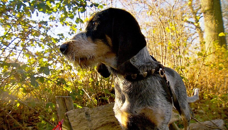 Alizee, ein Griffon bleu de Gascogne, wird zum Mantrailer für die DRK Rettungsstaffel ausgebildet. – Bild: NDR/​5ǀ14 FILM
