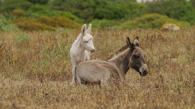 Die bekanntesten Bewohner des Nationalsparks Asinara sind die weißen Esel. Circa 80 Exemplare leben auf der kleinen Insel im Nordwesten Sardiniens. – Bild: NDR/​Felix Korfrmann