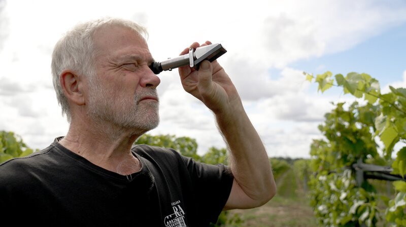 Stefan Schmidt ist in Rattey der Weingutleiter. In diesem Jahr hofft er auf rund 80.000-100.000 Liter Weiß- und Rotwein, und damit eine ertragsmäßig „solide Weinlese“. – Bild: NDR/​Video-Magic