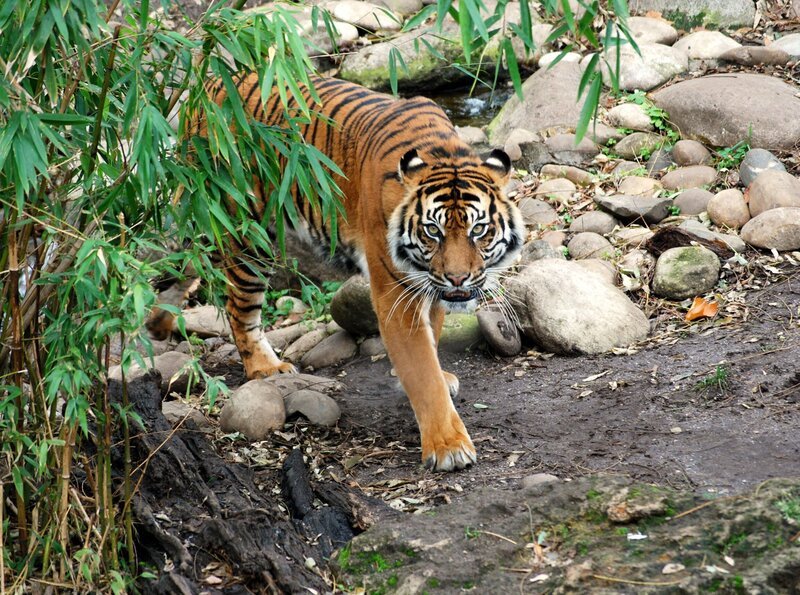 Auf der Pirsch: Nur noch 250 Sumatratiger leben in freier Wildbahn, 200 in Zoos.  Zwei davon auch in der Stuttgarter Wilhelma. – Bild: BR/​SWR/​Frieder Bundt