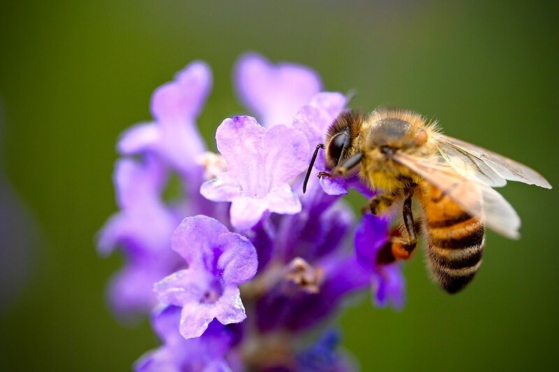 Biene beim Bestauben einer Blume – Bild: Getty Images /​ www.redbullmediahouse.com
