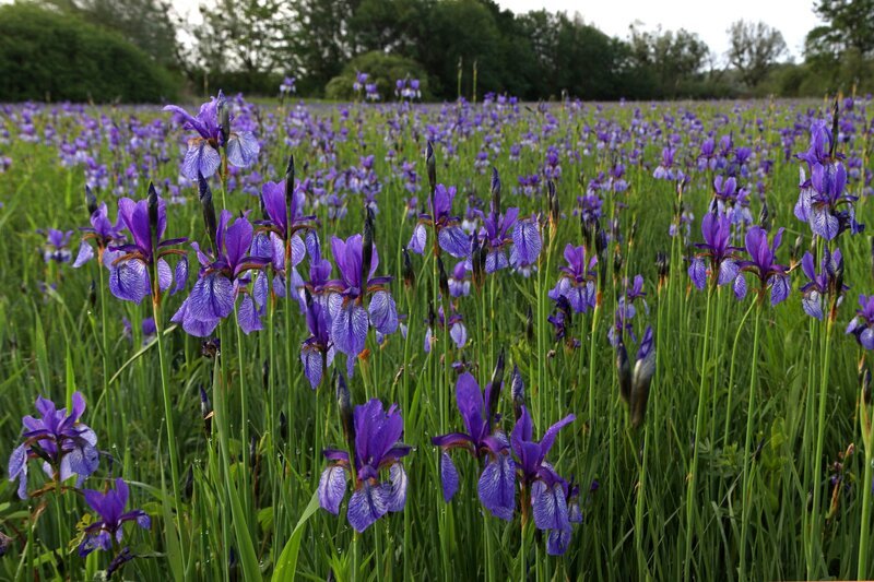 Weit über die Bodensee-Region bekannt: Die Blüte der Sibirischen Schwertlilien im Eriskircher Ried. – Bild: BR/​Gerhard Kersting/​Gerhard Kersting