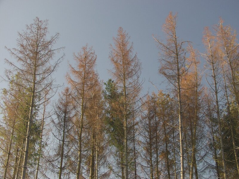 Monokulturen, bei uns sind es besonders häufig Fichtenwälder, reagieren sensibel und besonders auf Klimaschwankungen: Hitze und Trockenheit machen ihnen zu schaffen. Teilweise drohen ganze Bestände einer großen Fläche abzusterben. – Bild: ZDF und Prof. Roland Irslinger