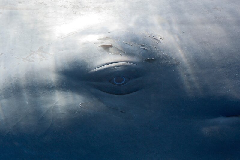 Auge eines Pottwals – Bild: Terra Mater Studios GmbH /​ Boréales /​ Reinhard Dirscherl /​ Biosphoto