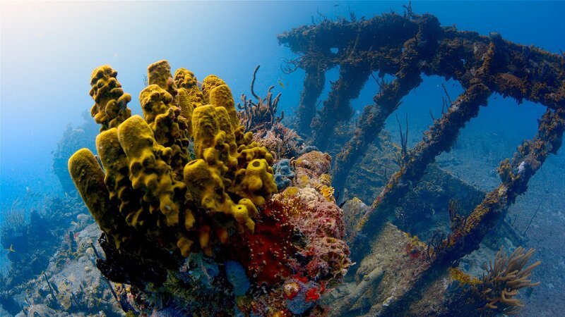 Das Wrack der RMS Rhone, gesunken in einem Hurrikan. Britische Jungferninseln, Karibik, Atlantischer Ozean. – Bild: ORF/​Universal/​NBC/​BBC Studios