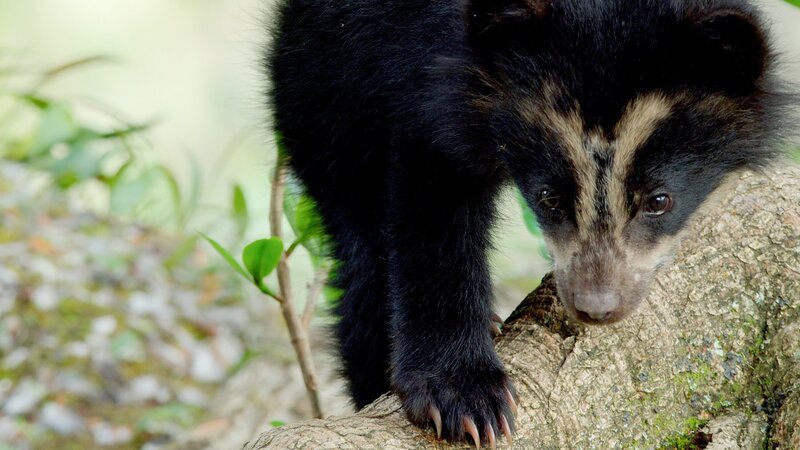 Ein Brillenbär (Tremarctos ornatus) in den Baumkronen eines Higueron-Baums (Ficus cuartesana) klettert, Mirador del Oso, Pimampiro, Imbabura, Ecuador. – Bild: ORF /​ Universal /​ NBC /​ BBC Studios
