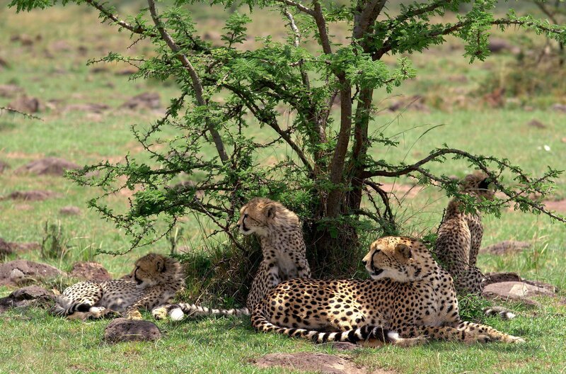Für die Gepard-Familie im Naboisho-Refugium gilt es auf der Hut zu sein, da ihr neues Jagdrevier bereits von Löwen besetzt ist. – Bild: Maramedia Ltd.