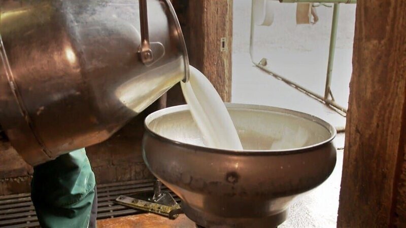 Die Kuh Lena und ihre Herde geben Milch für den Käse, der hier hergestellt wird. – Bild: WDR/​KiKA Bildredaktion