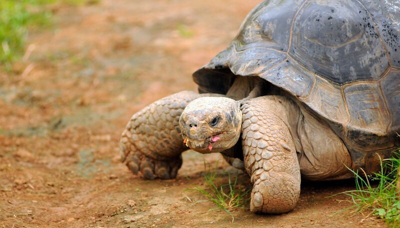 Galapagos-Schildkröte Tom ist ein stürmischer Liebhaber. Von Tomasa, dem Schildkröten-Weibchen, kann er gar nicht genug bekommen. – Bild: WDR/​Niklas Böhm