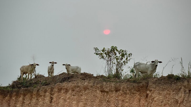 Apcalypse Cow – Waldbrände und Abholzung haben den Himmel über dem Rio Tapajós verdunkelt. Schuld ist oft die extensive Viehzucht. – Bild: ZDF und arte, Sylvestre Campe