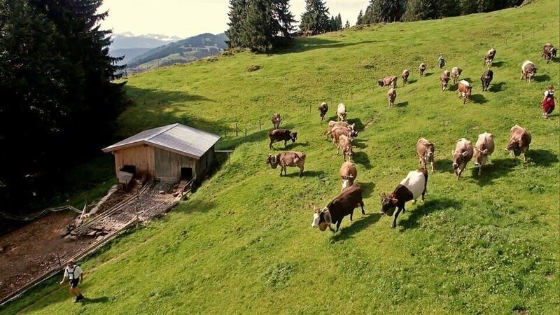 Heute begleitet „Die Sendung mit dem Elefanten“ die Kuh Lena beim Abtrieb von der Alpe ins Tal. – Bild: WDR/​KiKA Bildredaktion
