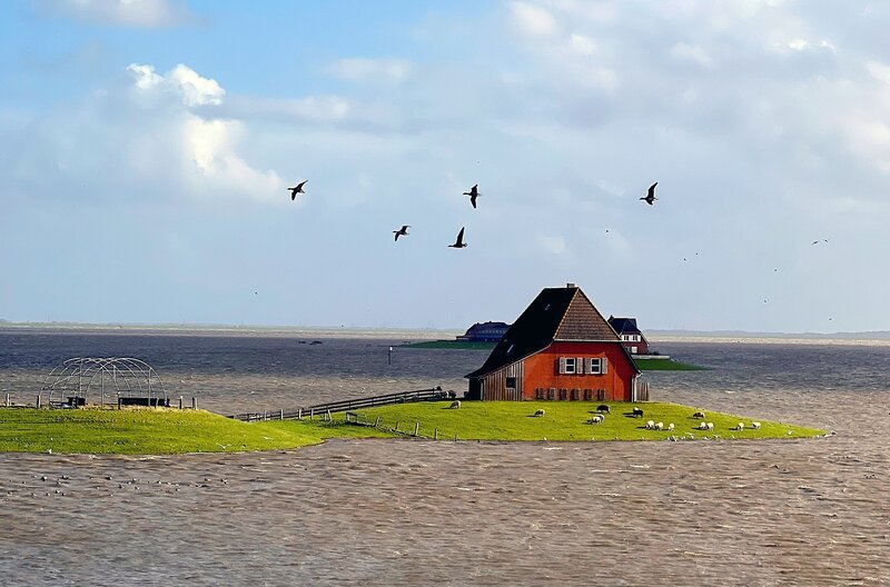 Die Hallig Nordstrandischmoor bei „Landunter“: Nur die Häuser auf den erhöhten Warften werden nicht überschwemmt. – Bild: ZDF /​ Ruth Hartwig-Kruse