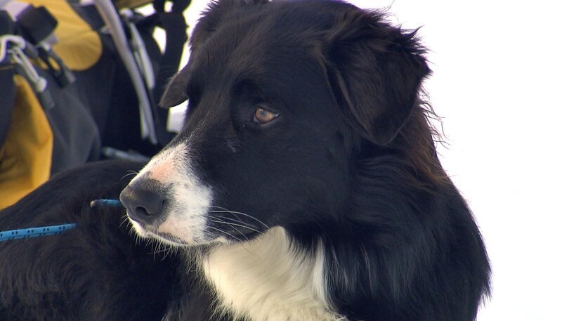 Für die beiden einjährigen Lawinenhunde, Bordercollie Cami und Labrador Spike, geht es weiter mit der Ausbildung in den Schweizer Alpen. Neben Ausgrabungsarbeiten in meterhohen Schneemassen stehen Skilift fahren und Abfahrt auf dem Programm. – Bild: NDR/​5ǀ14 FILM