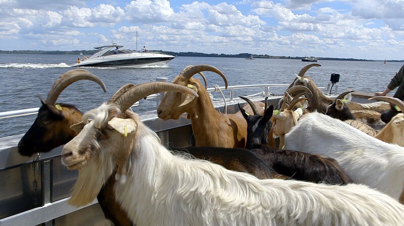 Ziegen ahoi! Die Herde wird per Fähre zu einer unbewohnten Insel im Naturschutzgebiet Dummersdorfer Ufer gebracht und soll dort „mähen“ – damit seltene Pflanzenarten besser wachsen können. – Bild: NDR/​Ralf Biehler