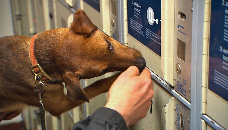 Sprengstoffspürnase Rufus ist heute im Auftrag des Bundespräsidenten unterwegs. Gemeinsam mit Herrchen Henrik Sielaff soll er vor dessen Besuch die Villa Hammerschmidt auf mögliche Sprengsätze absuchen. – Bild: NDR/​5ǀ14 FILM