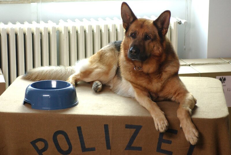 An der Seite seines neuen Herrchens, dem römischen Commissario Lorenzo Fabbri alias Kaspar Capparoni, spürt Rex, der berühmteste Polizeihund der Welt, wieder Serienmörder und Verbrecher auf – Bild: Beta Film GmbH