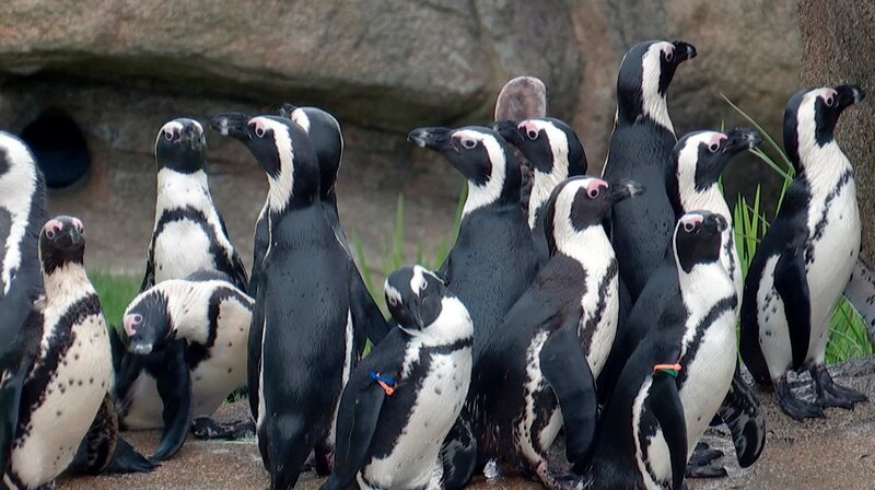 Die Pinguine aus dem Kronberger Opel-Zoo. – Bild: HR