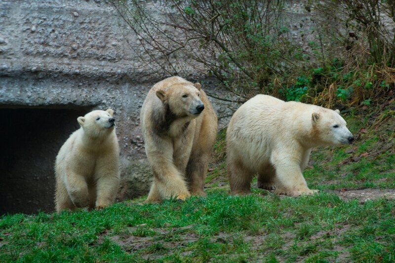 Die Eisbären „Nobby“ (links) und „Nela“ mit ihrer Mutter Giovanna (Mitte) im Tierpark Hellabrunn. – Bild: BR/​Natasha-I. Heuse