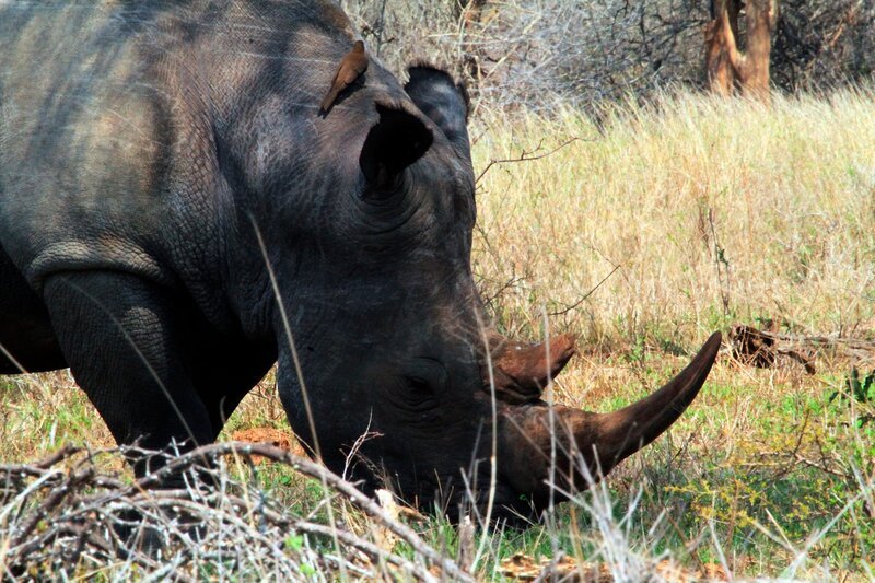 Ein Rhinozeros. – Bild: BR/​Udo A. Zimmermann