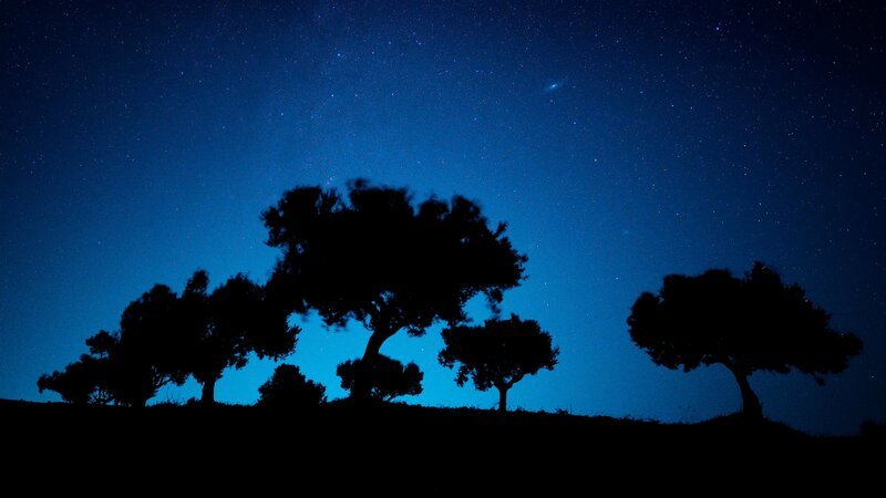 Olivenbäume bei Nacht – Bild: Boreales