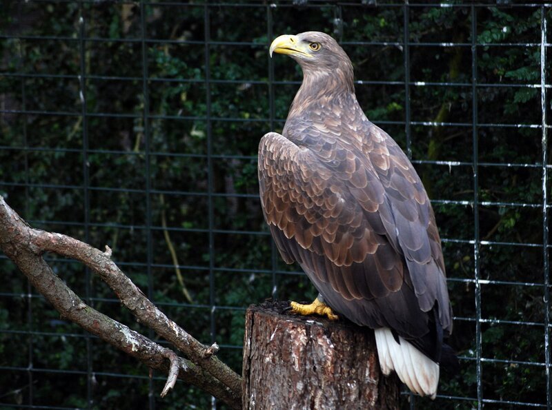 Das amerikanische Wappentier: Der Seeadler. Im Gehege geht es hoch her: Der Horst soll renoviert werden und das passt den stolzen Tieren gar nicht. – Bild: BR/​SWR/​Frieder Bundt