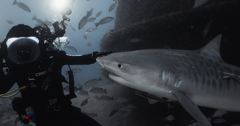 Scuba diver underwater touching a shark – Bild: Warner Bros. Discovery, Inc. or its subsidiaries and affiliates