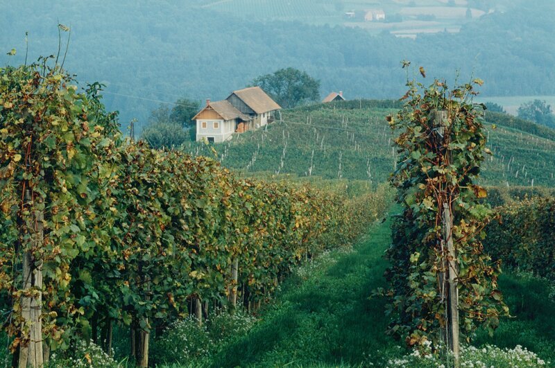 Österreich, Weinstrasse in Südsteiermark. – Bild: WDR, Rainer Hackenberg / ZDF und WDR, Rainer Hackenberg Österreich, Weinstrasse in Südsteiermark. – Bild: WDR, Rainer Hackenberg / ZDF und WDR, Rainer Hackenberg