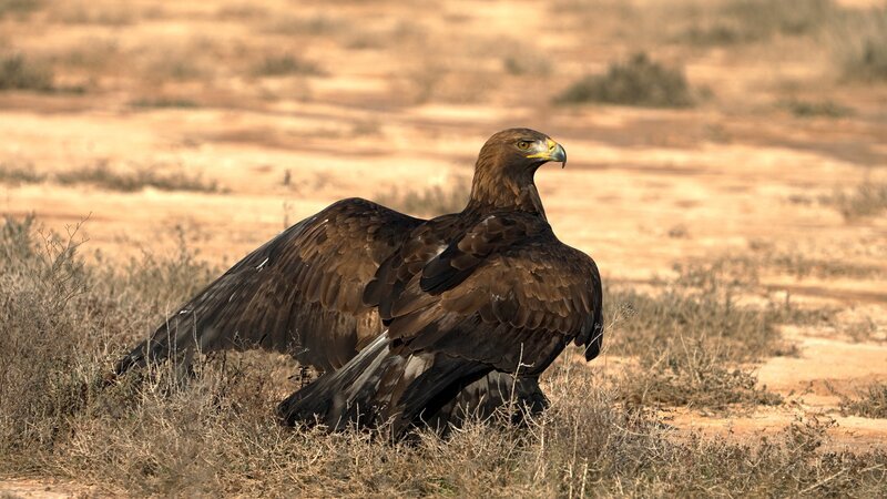 Der auf dem Foto abgebildete Vogel ist ein Steinadler (Aquila chrysaetos) – Bild: Curiosity TV