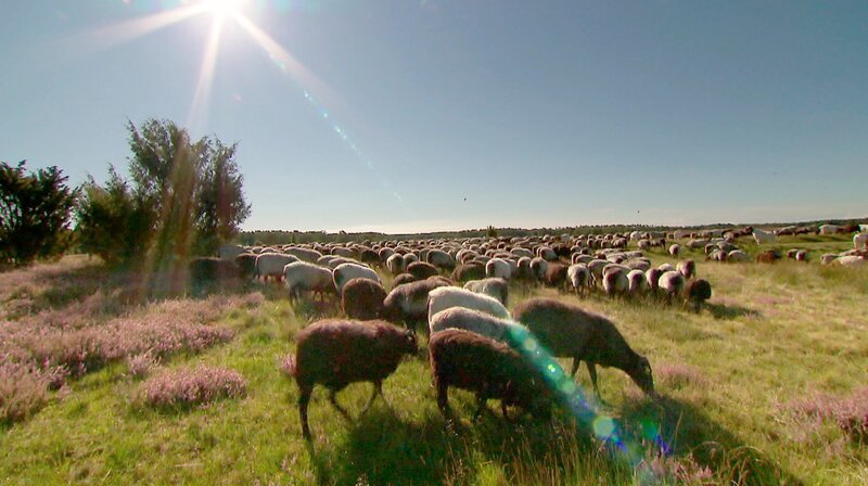 Das tierische Wahrzeichen der Lüneburger Heide: die Heidschnucken. Die Schafrasse ist wichtig bei der Landschaftspflege. – Bild: SR/​Barbara Hafner