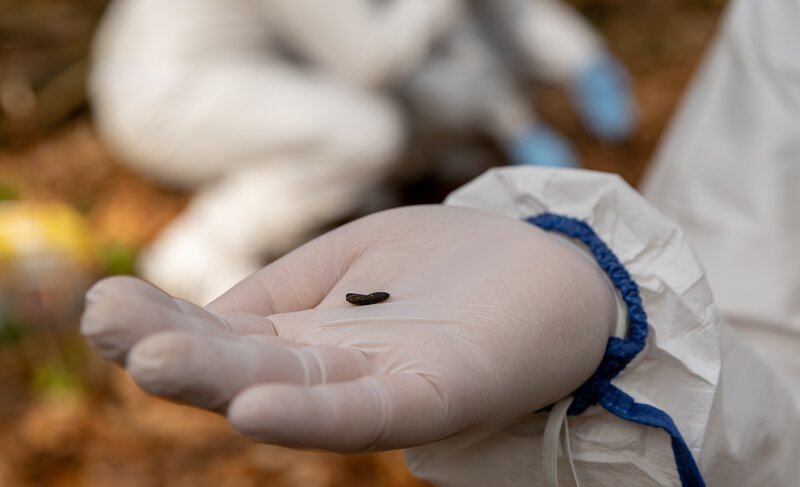 Noch nach Monaten finden sich Insektenhüllen, so genannte „Puparien“, die den Ermittlerinnen und Ermittlern wichtige Hinweise zur Aufklärung von Verbrechen geben können. – Bild: Daniel Assmann /​ ZDF
