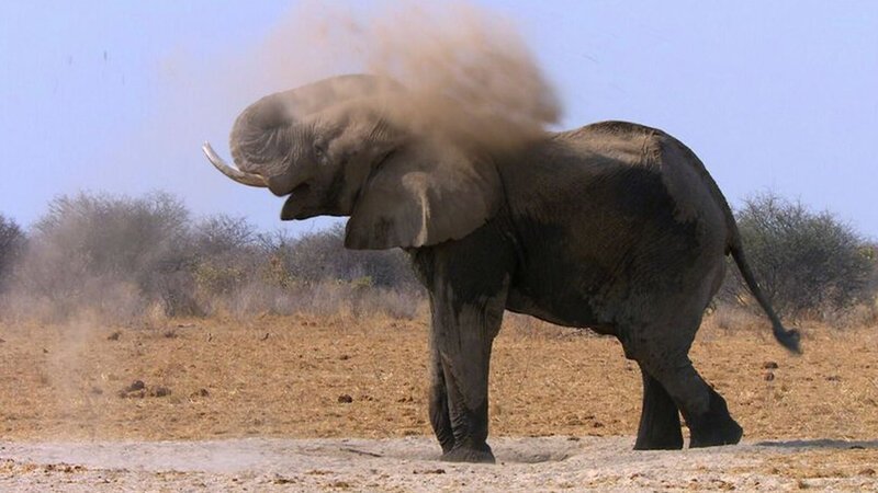 ein Elefant – Bild: Terra Mater