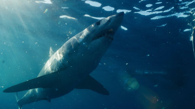 Shot of Mako shark’s underside. – Bild: Warner Bros. Discovery, Inc. or its subsidiaries and affiliates