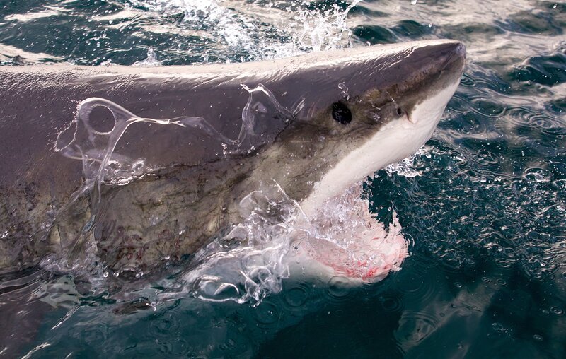 Great White Bites Bait – Bild: Warner Bros. Discovery, Inc. or its subsidiaries and affiliates. All rights reserved.