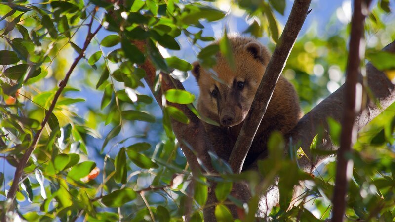 The animal in the selected region is a South American coati (Nasua nasua), which is also widely known as the ring-tailed coati or coatimundi. – Bild: Terra Mater