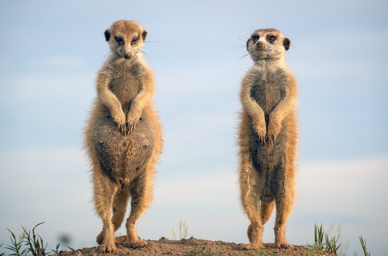 Die Erdmännchen-Königin Maghogho (li.) und ihr neuer Partner Boiposo (re.) – Bild: Jess Webster/​BBC Studios