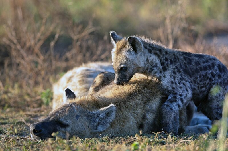 Suma säugt ihr Junges, während die Sonne im sambischen Nationalpark Liuwa Plains untergeht. – Bild: Billy Clapham/​BBC Studios