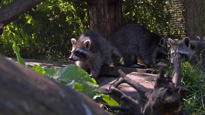 Heike Gronow und Landwirt Stefan Puls auf der Suche nach Waschbär-Schäden. – Bild: NDR/​Hanse TV