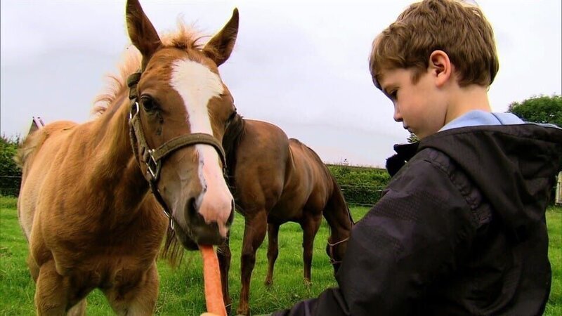 Philipps Pferd Holly bringt im Stall ein Fohlen zur Welt. Nun darf Philipp einen Namen für das Fohlen aussuchen. – Bild: WDR/​Die Sendung mit dem Elefanten