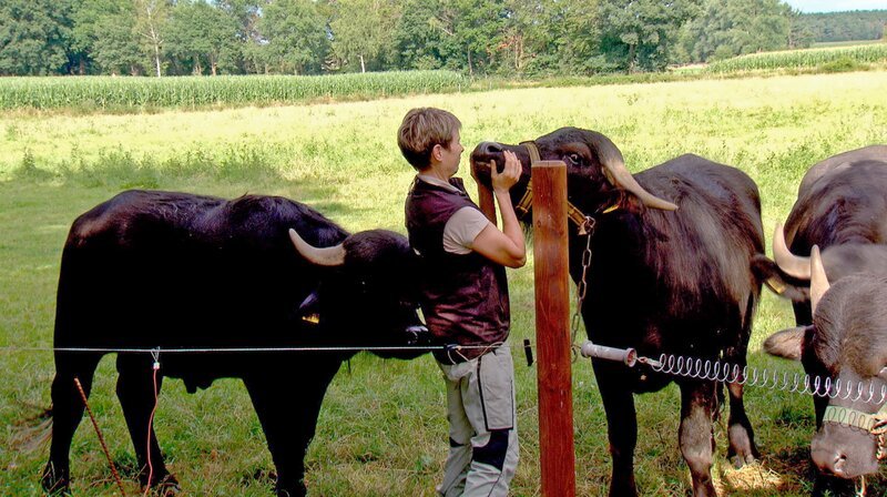 Mia Fiedler schmust mit ihren italienischen Büffel Ornatella und Dolce Vita. – Bild: NDR/dmfilm Mia Fiedler schmust mit ihren italienischen Büffel Ornatella und Dolce Vita. – Bild: NDR/dmfilm