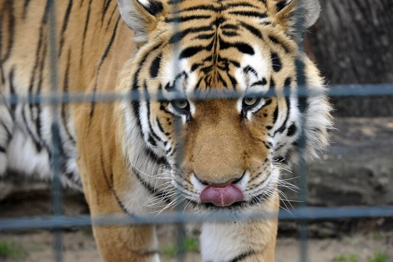 rbb Fernsehen PANDA, GORILLA & CO., TEIL 193, „Geschichten aus dem Zoo Berlin und dem Tierpark Berlin“, am Freitag um 21:00 Uhr. Tiger Darius soll im Tierpark für Nachwuchs sorgen und so wurde ihm nach dem Tod von Sindaja die zickige Magdeburgerin Colina als „Übergangsfrau“ zur Seite gestellt. – Bild: rbb/​Thomas Ernst