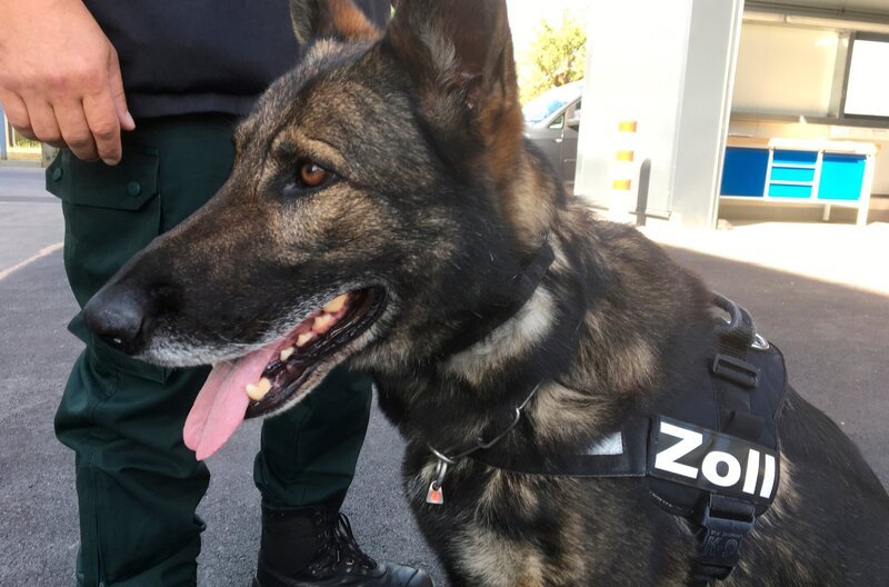 Hunde sind für den Menschen im täglichen Leben oft unersetzbar. Der Film zeigt die beeindruckenden Fähigkeiten der Vierbeiner und begleitet sie beim Training, im Einsatz und beim Zusammenleben mit Menschen. Bild: Polizeibeamter beim Zoll mit Schäferhund während des Trainings. – Bild: BR Hunde sind für den Menschen im täglichen Leben oft unersetzbar. Der Film zeigt die beeindruckenden Fähigkeiten der Vierbeiner und begleitet sie beim Training, im Einsatz und beim Zusammenleben mit Menschen. Bild: Polizeibeamter beim Zoll mit Schäferhund während des Trainings. – Bild: BR