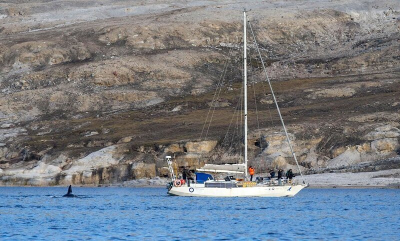 In der Arktis wird es immer wärmer, das ewige Eis schmilzt dahin. Diese Dokumentation zeigt die tiefgreifenden Veränderungen in der nördlichen Polarregion am Beispiel zweier Arten. Für die Orcas bietet das Schrumpfen des arktischen Eises neue Chancen. – Bild: Servus TV