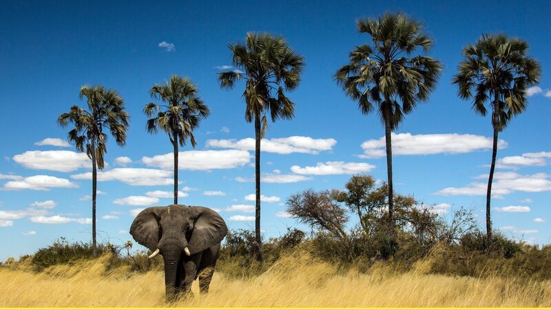 Ein einsamer Elefant zieht durch das lange, trockene Gras. Eine Reihe Lala Palmen. – Bild: 3sat