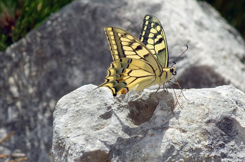 Schmetterling im Tomorr-Gebirge – Bild: Kosovo_Gjoci